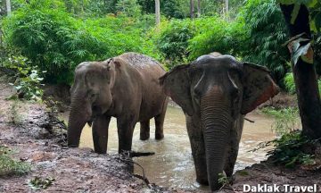 1 day Daklak Elephant Experience and Lak Lake Tour